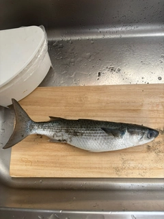 ボラの釣果