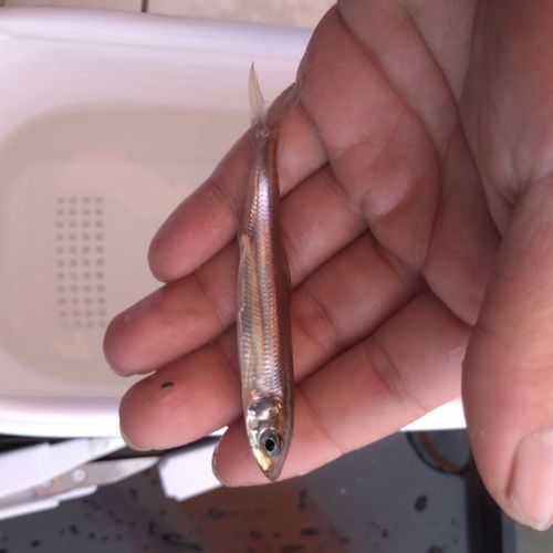 ワカサギの釣果