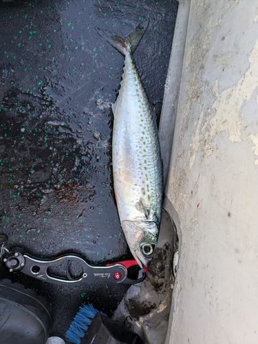 ゴマサバの釣果