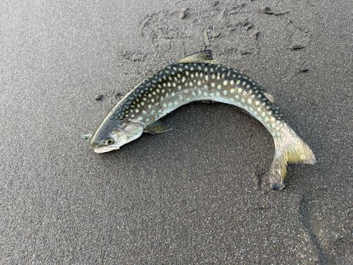 アメマスの釣果