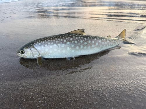 アメマスの釣果