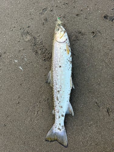 アメマスの釣果