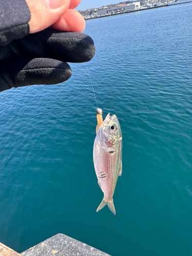 コノシロの釣果