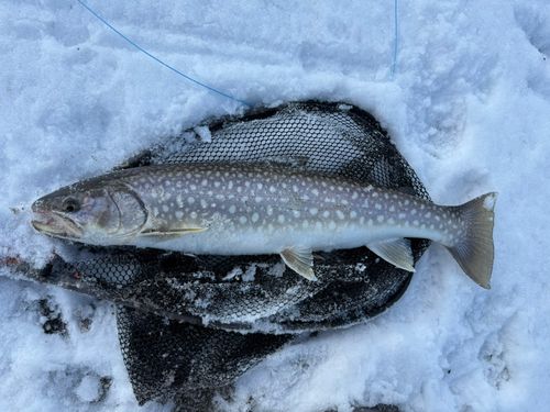 アメマスの釣果