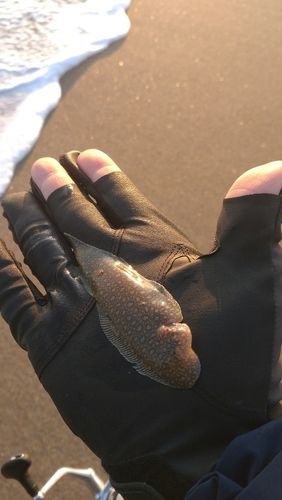 シタビラメの釣果