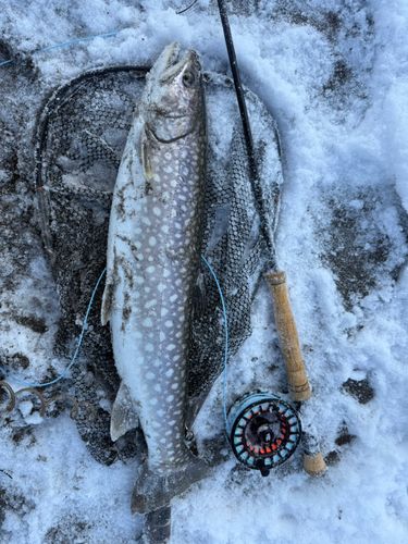 アメマスの釣果