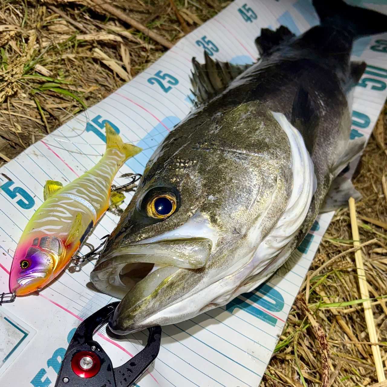 SHIMANO 20ヴァンフォード 4000MHGの最安値・インプレ・釣果 | 本音の