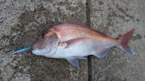 マダイの釣果
