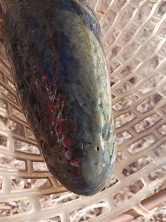 ライギョの釣果