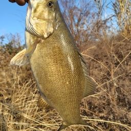 スモールマウスバス