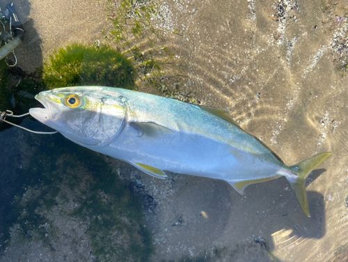 フクラギの釣果