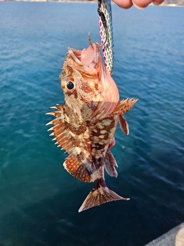 カサゴの釣果