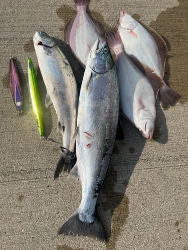 サクラマスの釣果