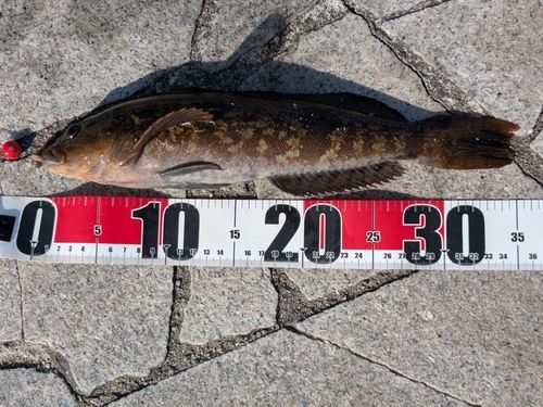 アイナメの釣果