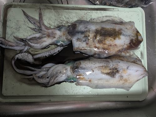 アオリイカの釣果