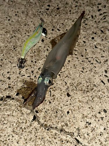 ササイカの釣果