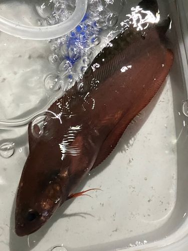 金沢水際線緑地（福浦岸壁）