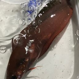 エゾイソアイナメ