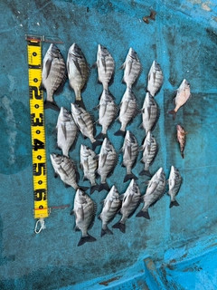 クロダイの釣果