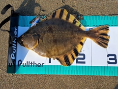 ヌマガレイの釣果