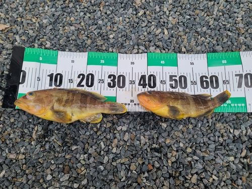 アオハタの釣果