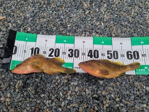 キジハタの釣果