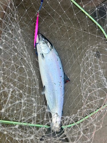 サクラマスの釣果