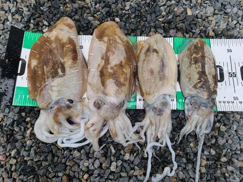 モンゴウイカの釣果