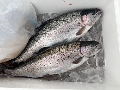 トラウトサーモンの釣果