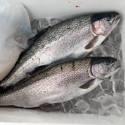 トラウトサーモン