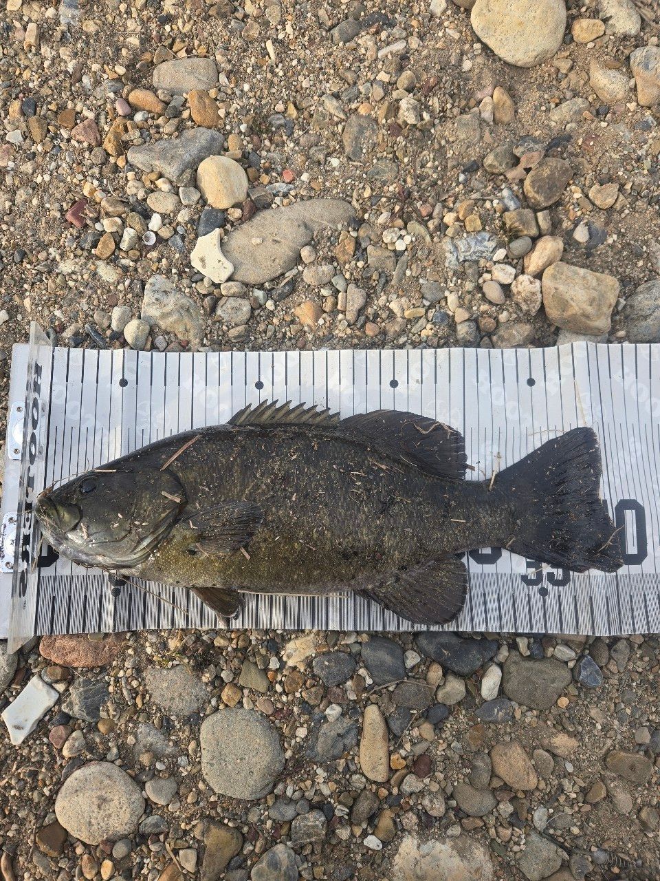 スモールマウスバス