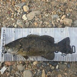 スモールマウスバス