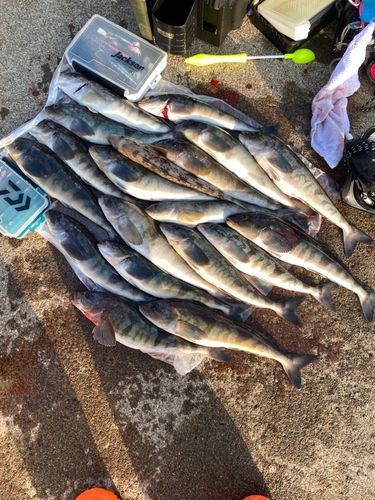 ホッケの釣果