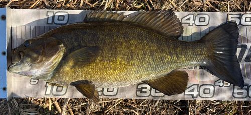スモールマウスバスの釣果