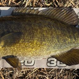 スモールマウスバス