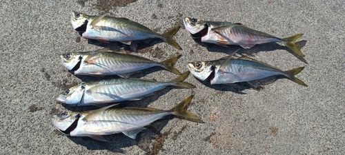 マアジの釣果