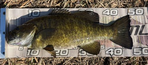 スモールマウスバスの釣果