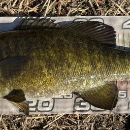 スモールマウスバス