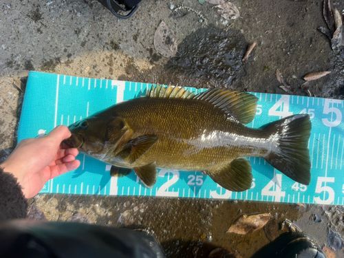 スモールマウスバスの釣果