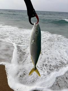ツバスの釣果
