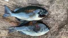 グレの釣果