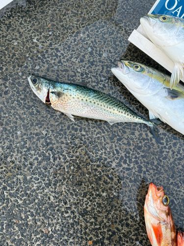 サバの釣果