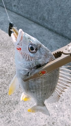 キビレの釣果