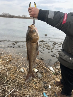 ハクレンの釣果