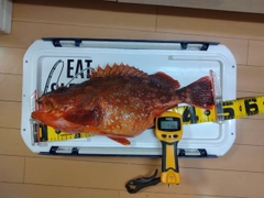 ウッカリカサゴの釣果