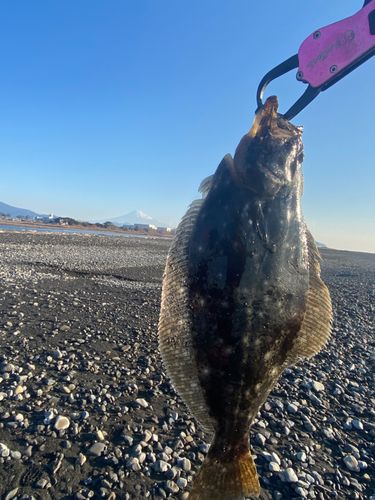ヒラメの釣果