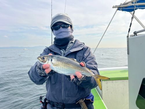 マアジの釣果