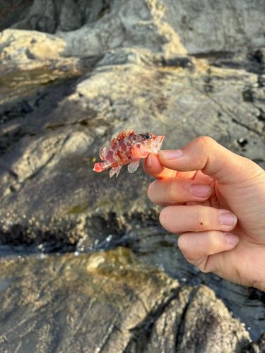 イソカサゴの釣果