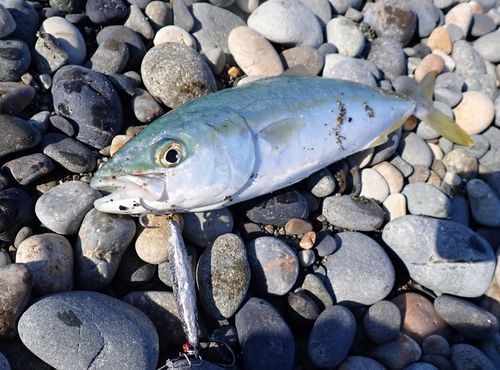 コゾクラの釣果