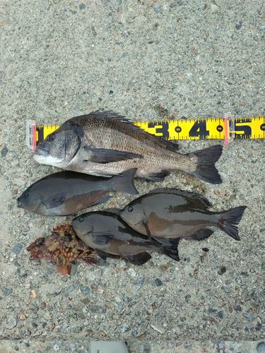 クロダイの釣果